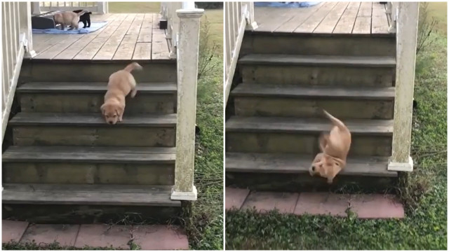 La Caduta Più Goffa Di Un Cucciolo Di Labrador Buzz Videos Your