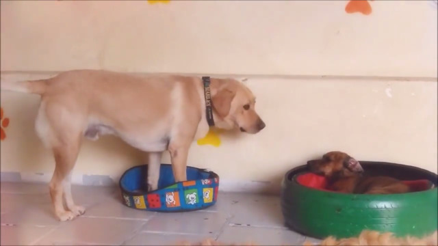 Iso musta kukko eroottinen tarinoita