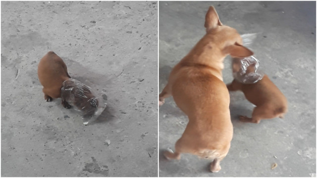 raskaana aasi alaiset porno