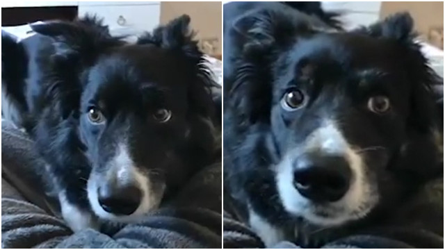 Dog Moves Eyebrows To The Beat Of Seven Nation Army Buzz Videos - dog moves eyebrows to the beat of seven nation army