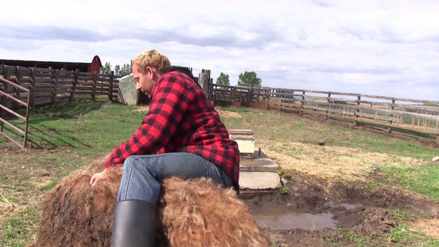 Iso saalis munaa ratsastaa suku puoli skandaali lesbo