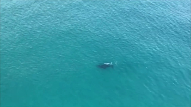 Sisaret poika ystävä homo porno