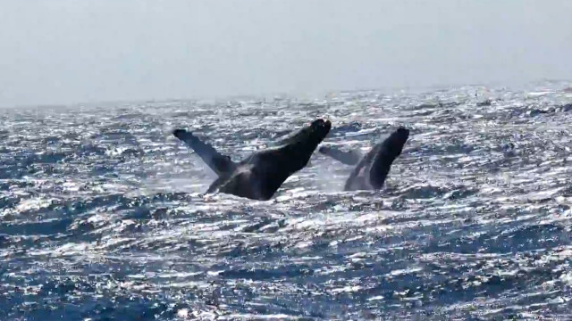 äärimmäinen Anal vittu porno