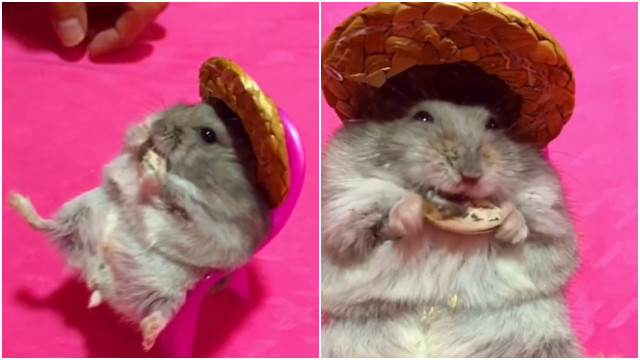 hamsteri putki videot