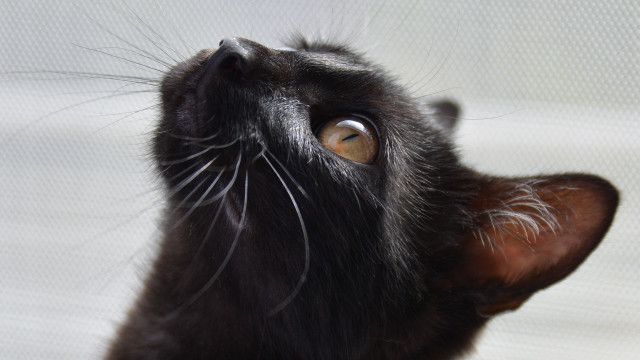 Sort teen katte