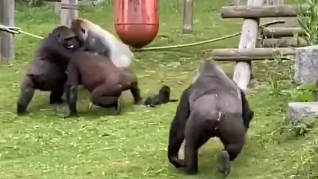 Un Gorille Sauve Un Bebe Gorille D Une Bagarre Buzz Videos