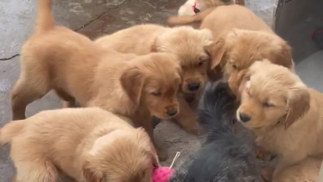 Cat Falls Prey To Puppy Pile