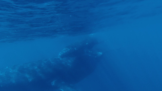 Humpback Mother With Calf