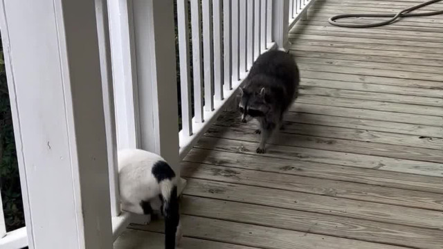 Biscuit the Raccoon is Porch Patrol