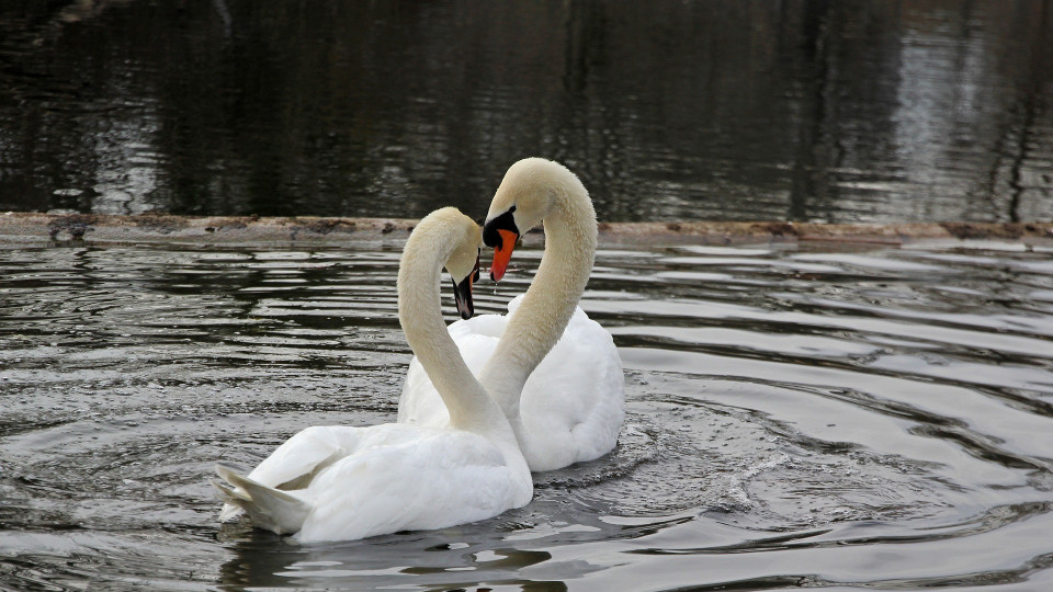 musta Swan suku puoli kohtausamatööri sarja kuva porno
