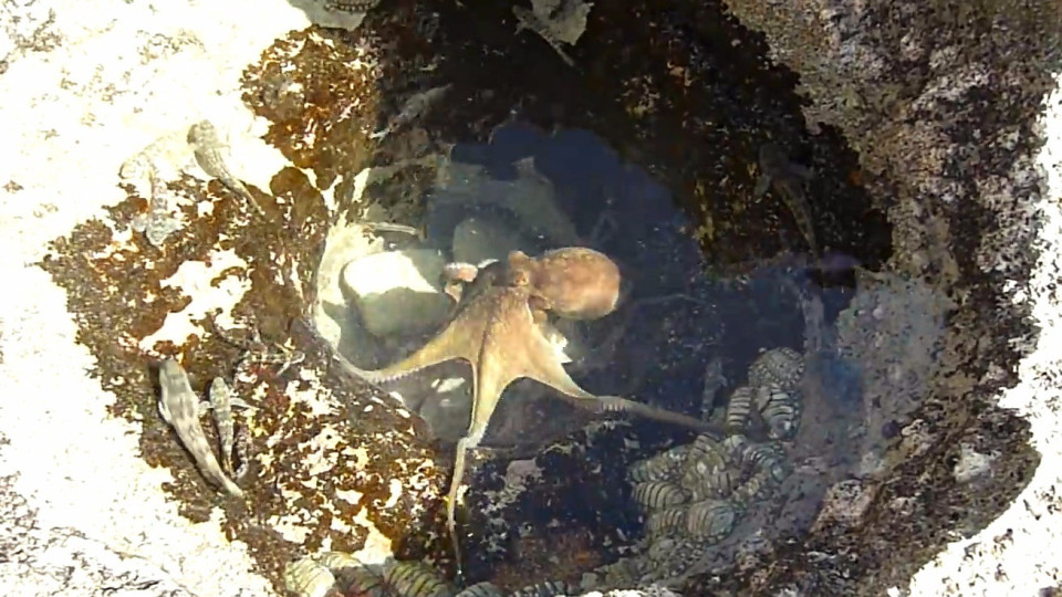 Japanilainen Octopus suku puoli vanhat miehet isot rasvaa hanat