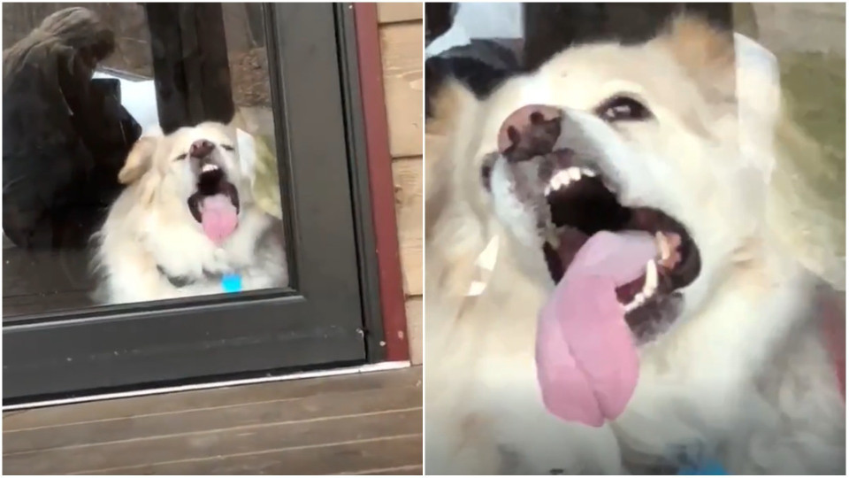 Hund slikker skærm