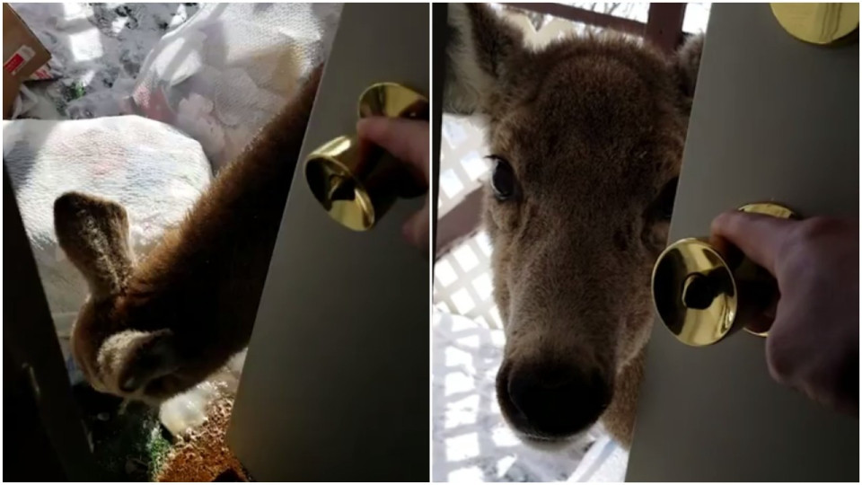 Dejting Puma vit jägare kniv