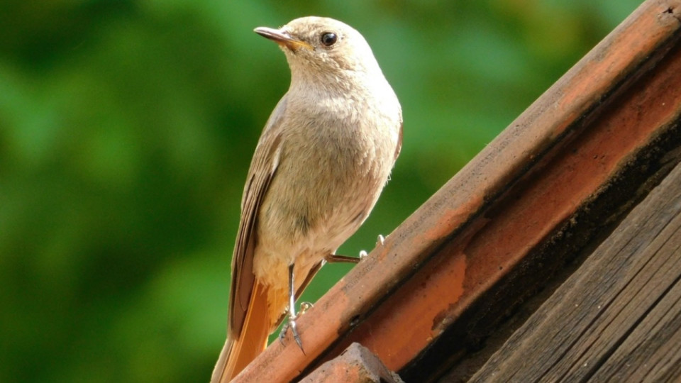 Bridget kääpiö suihin