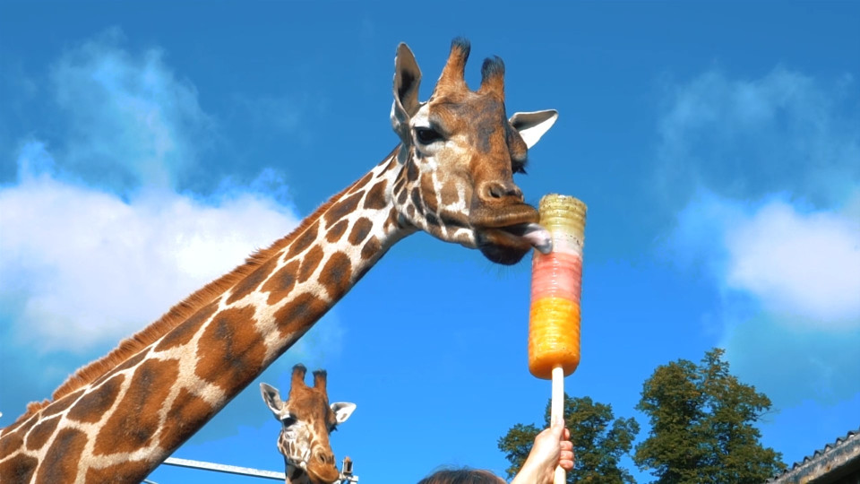 Giraffe Kuhlt Sich Mit Riesen Eisbecher Ab Buzz Videos