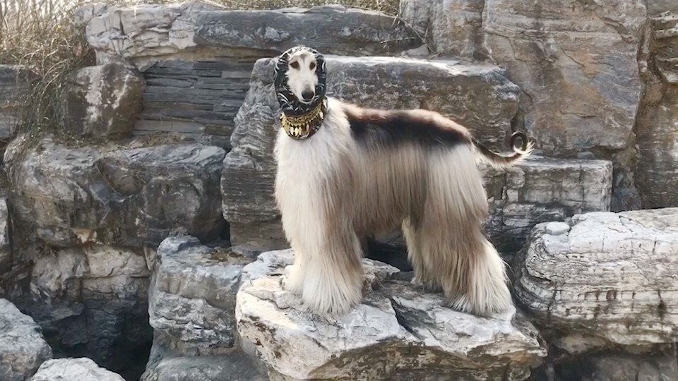 甘やかされた犬は本物のセレブ Buzz Videos