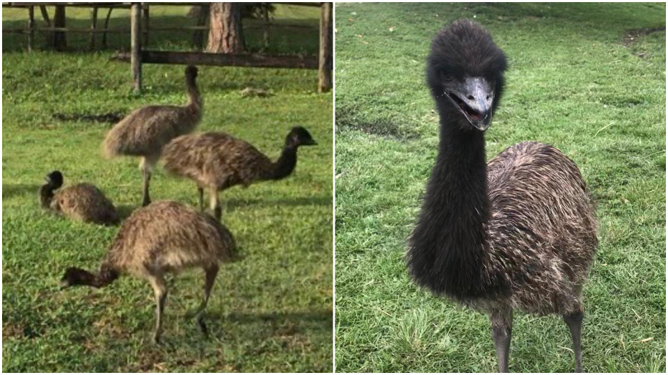 vapaa musta kolmikko porno videoita