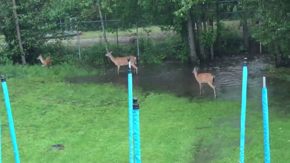 Iso saalis musta tyttöjen ruiskuttaminen Ebony vaimo videot