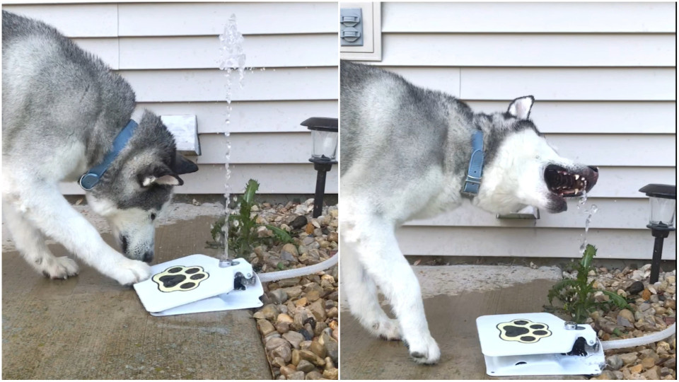 teini susi suku puoli kohtaus