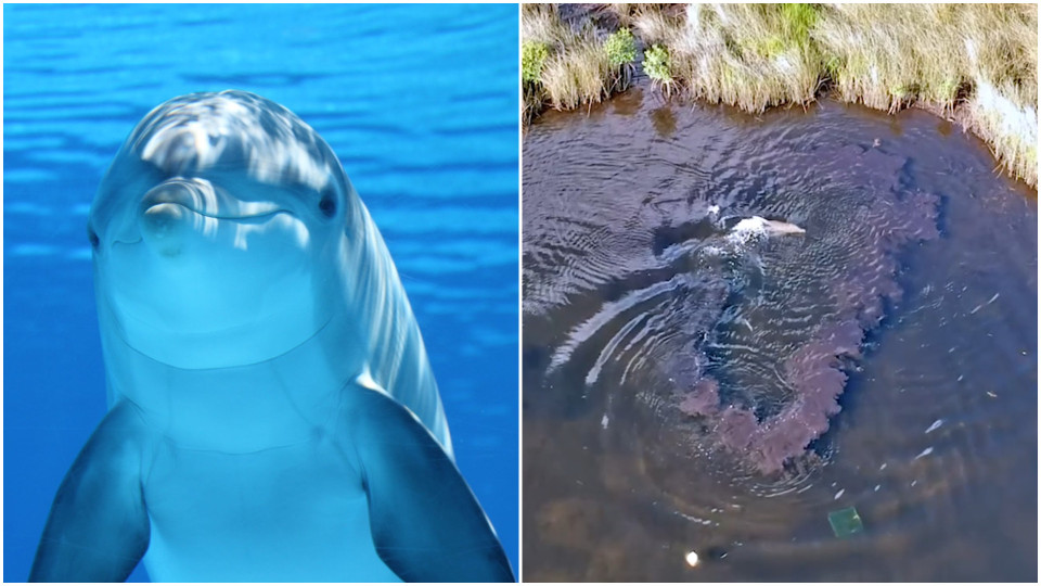 Seksikkäin perse Videot