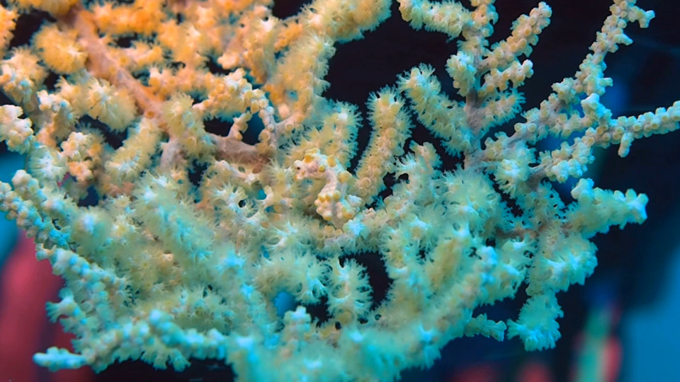 Iso musta kukko homo Rotujenvälinen