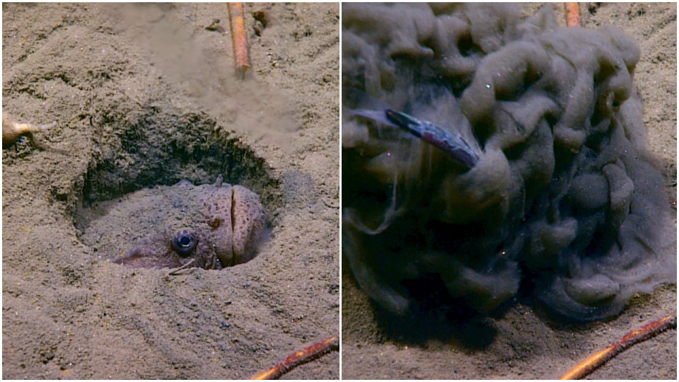 outo japanilainen seksi näyttää