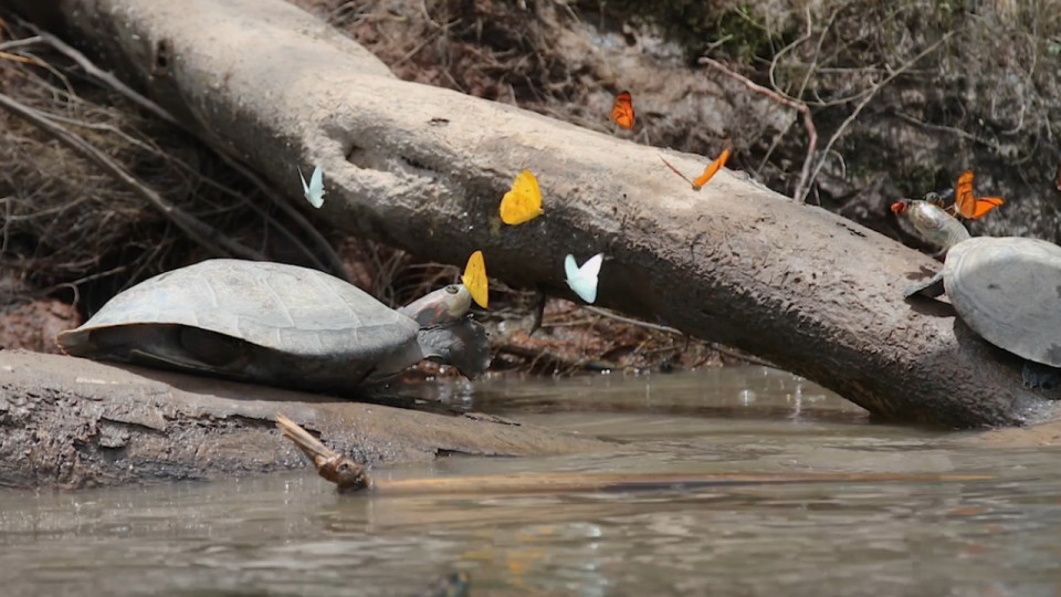 Butterflies drink turtle's tears in the Amazon rainforest Buzz Videos