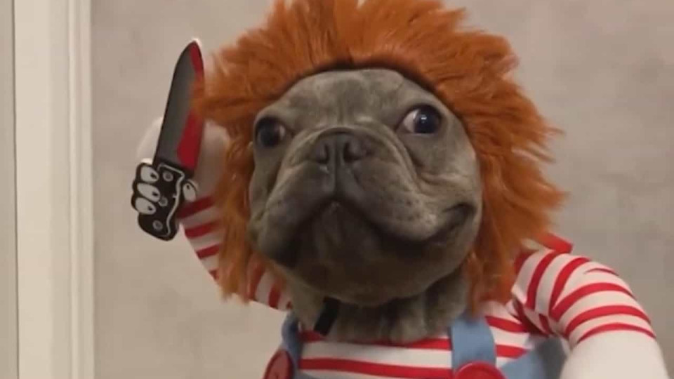 bulldog as chucky