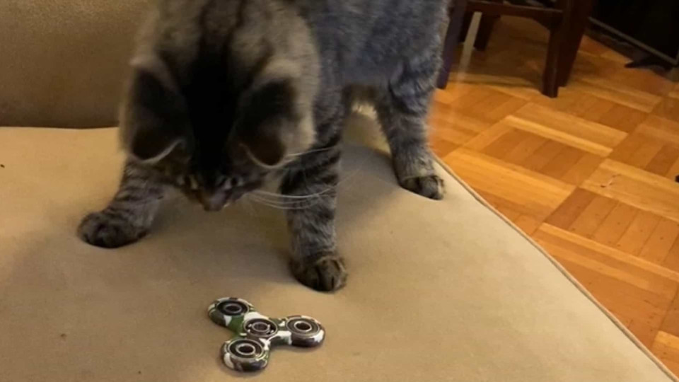 cat neto fidget