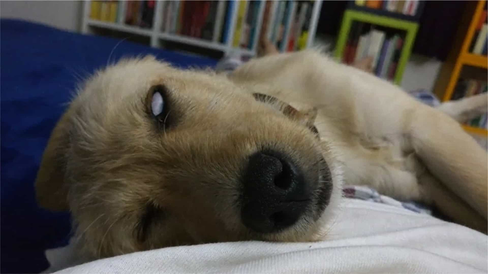 Creepy moment dog rolls eyes while sleeping - Buzz Videos