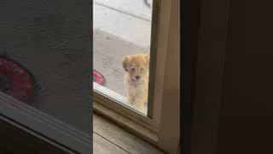 Pup Teaches Little Sister to Use Doggy Door Buzz Videos