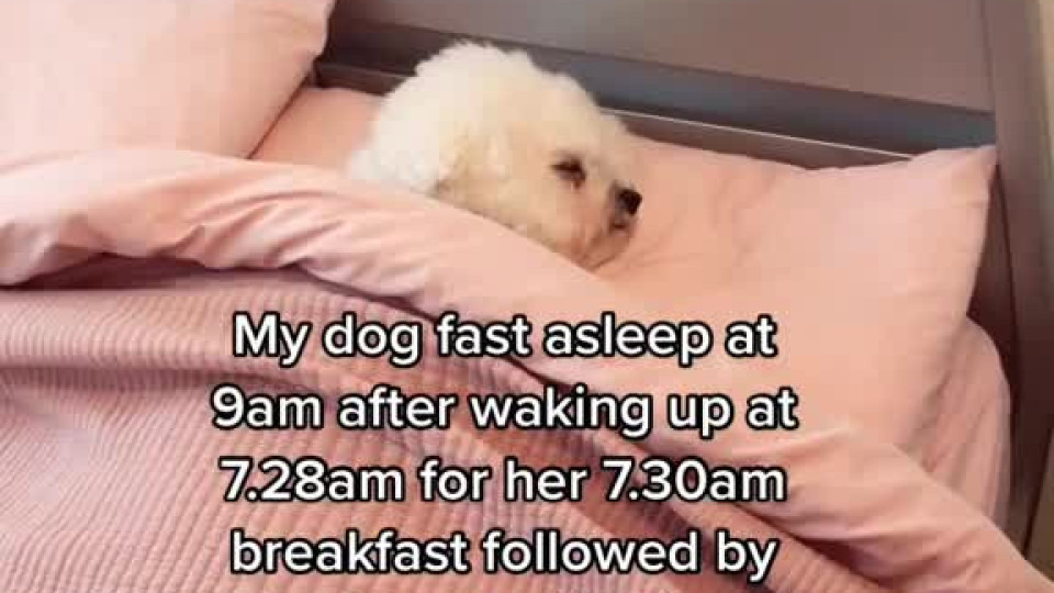 Dog Sleeps in Bed Like a Human Buzz Videos