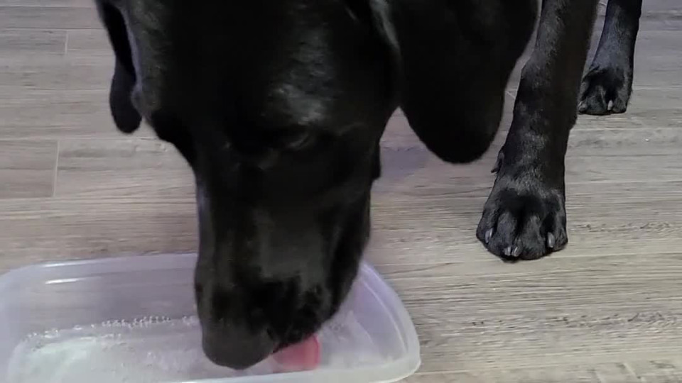 That One Time I Gave the Dogs Sparkling Water Buzz Videos