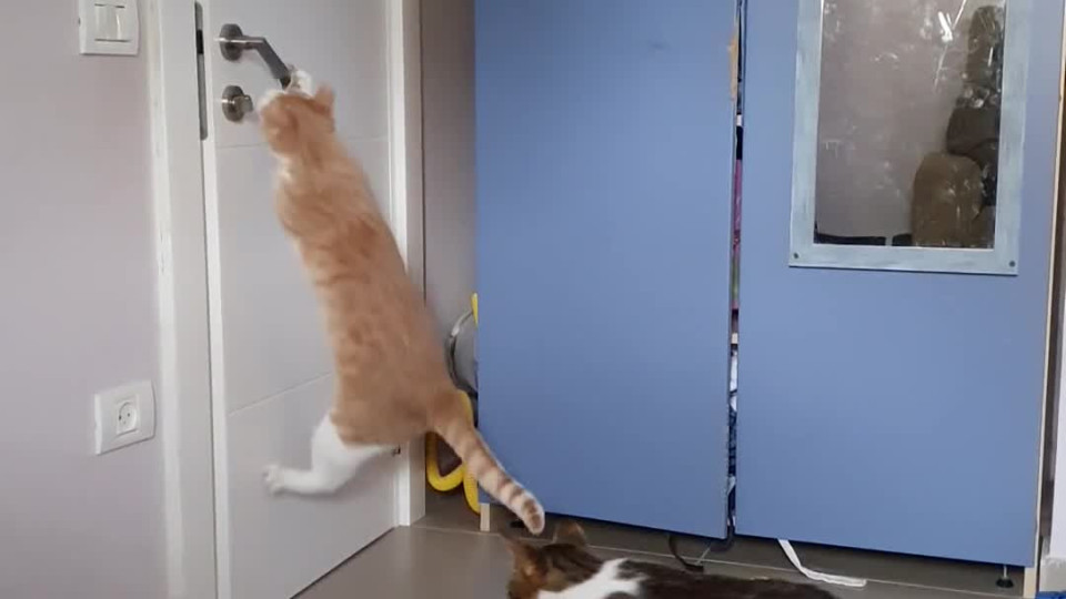 Escape Artist Cats Buzz Videos