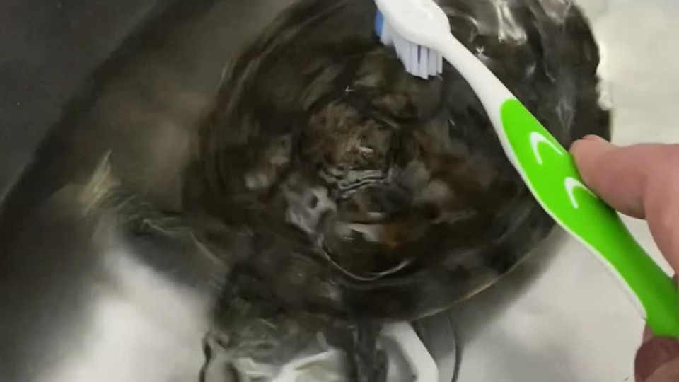 Dancing Turtle Wants an Itch Scratched Buzz Videos