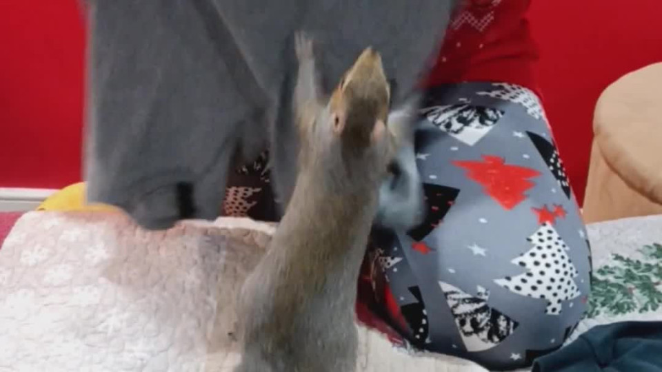Butters the Squirrel Helps Fold Laundry - Buzz Videos