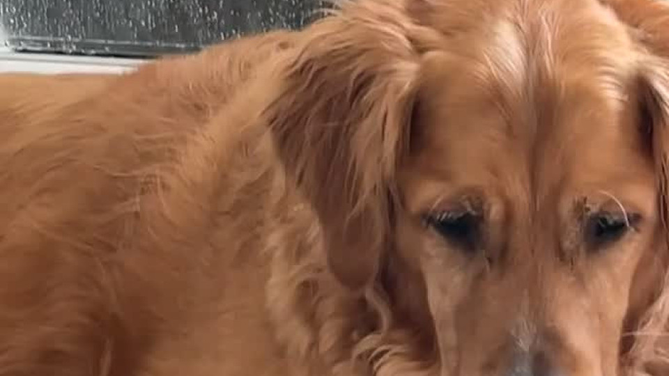Buddy the Dog Locks Angus the Cat in the Shower - Buzz Videos