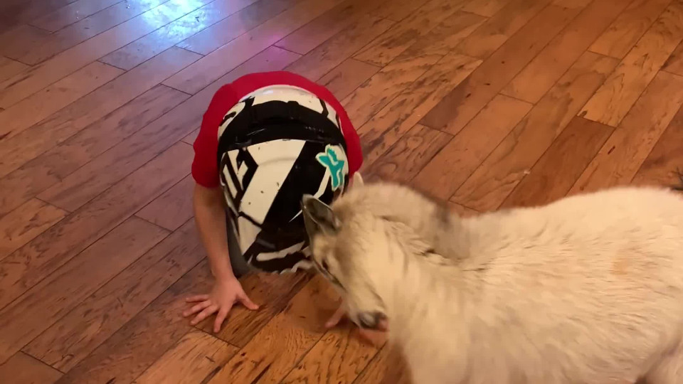 Billy Goat and Child Headbutt Each Other Buzz Videos