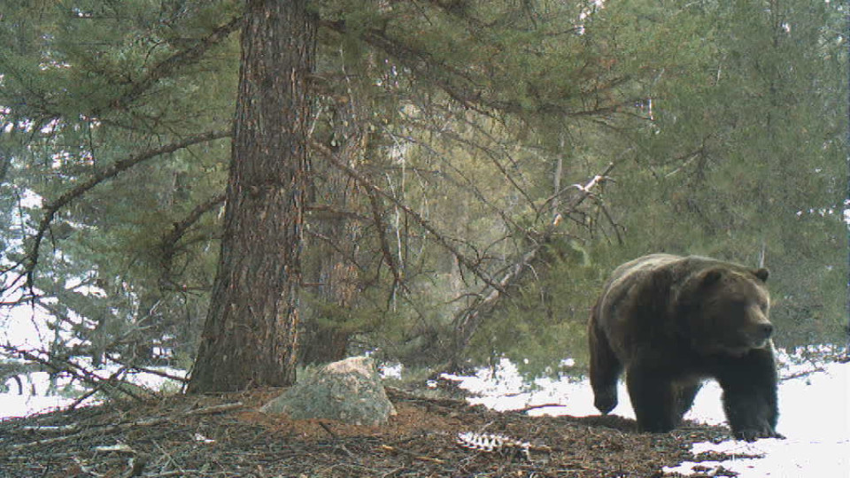 Trail Cam Captures Grizzly Bear Chasing Moose - Buzz Videos