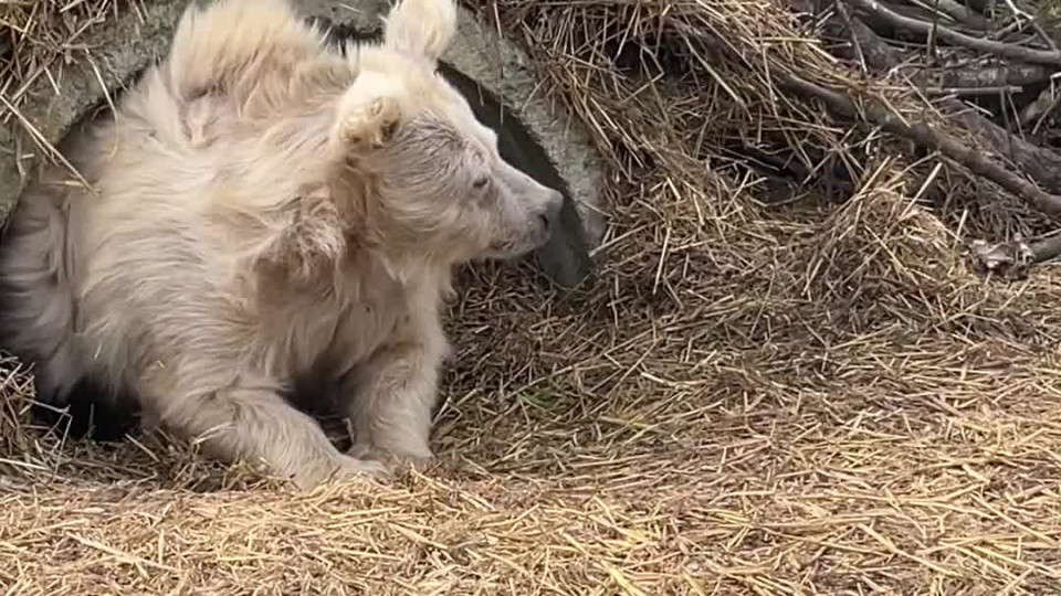 Rescued Circus Bear is a Monday Morning Mood - Buzz Videos