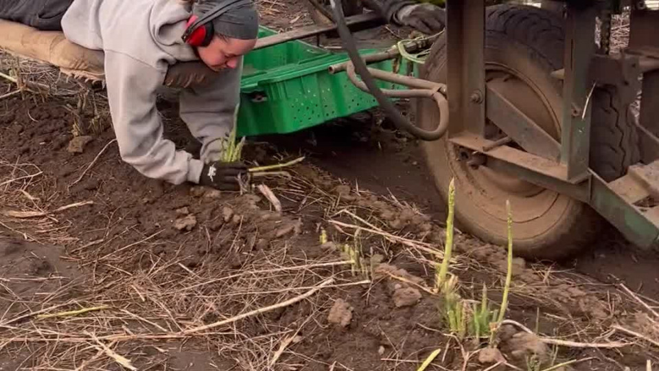 Ever Heard Of Asparagus Picking? Buzz Videos