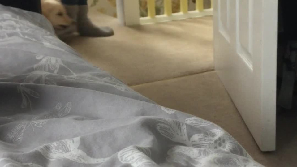 Golden Retriever Puppy Obsessed With Slippers Buzz Videos