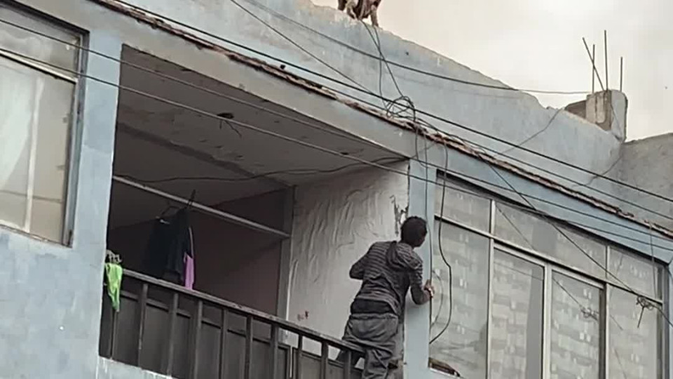 Man Scales Burning Building to Rescue Family Dog on Roof - Buzz Videos