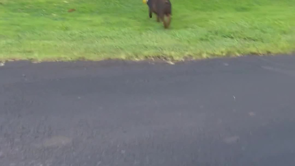 Hog Has Food Bag Stuck On Head Buzz Videos