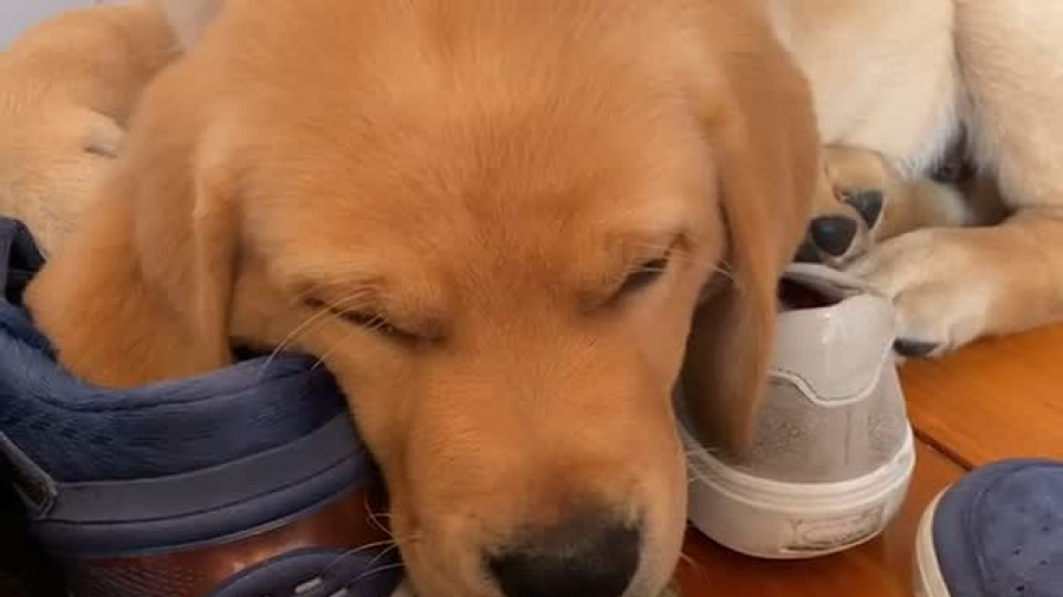 Ears Twitch While Lab Sleeps On Shoes Buzz Videos