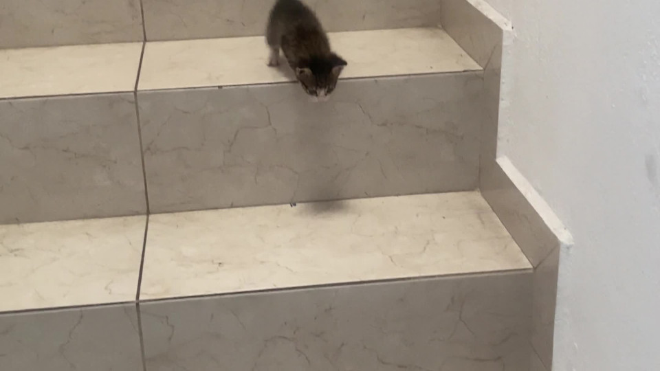 Kitten Hops Down the Stairs Buzz Videos