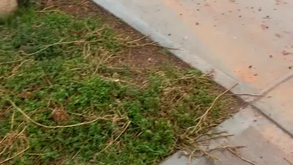 Tree Leaks Water Buzz Videos