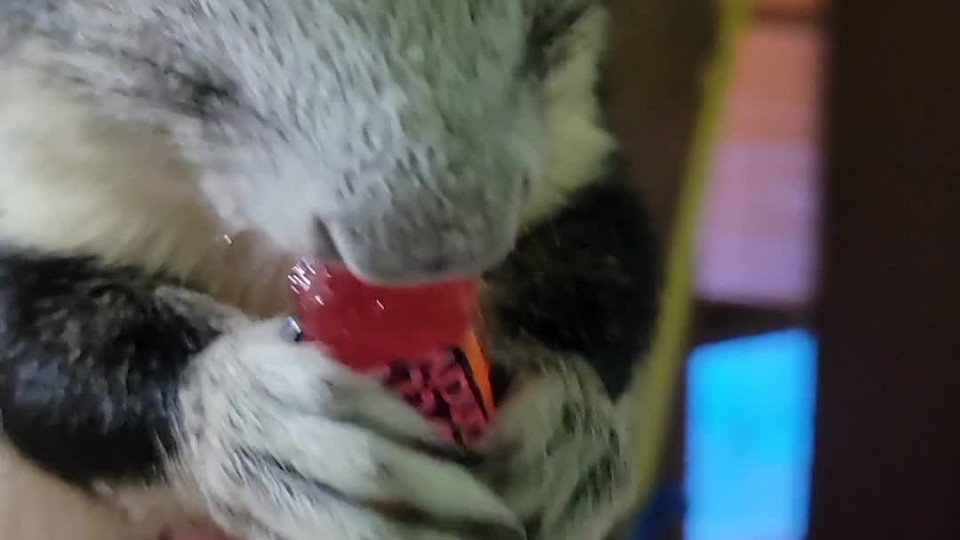 Smokey the Candy Bandit - Buzz Videos
