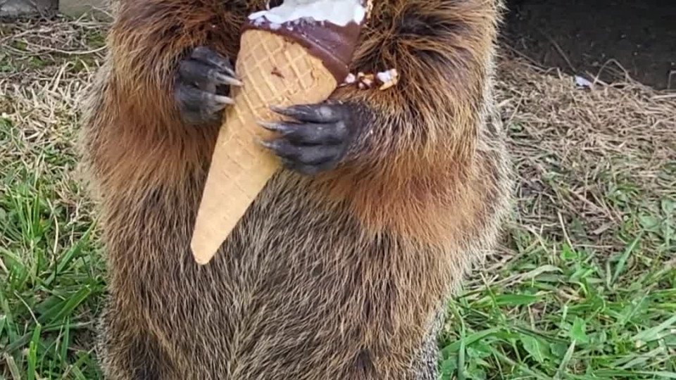 Puddles the Groundhog Loves Ice Cream - Buzz Videos