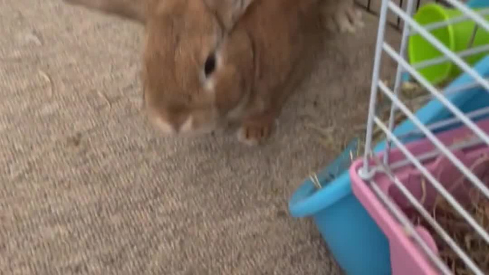 Bunny Throws A Temper Tantrum For More Salad Buzz Videos
